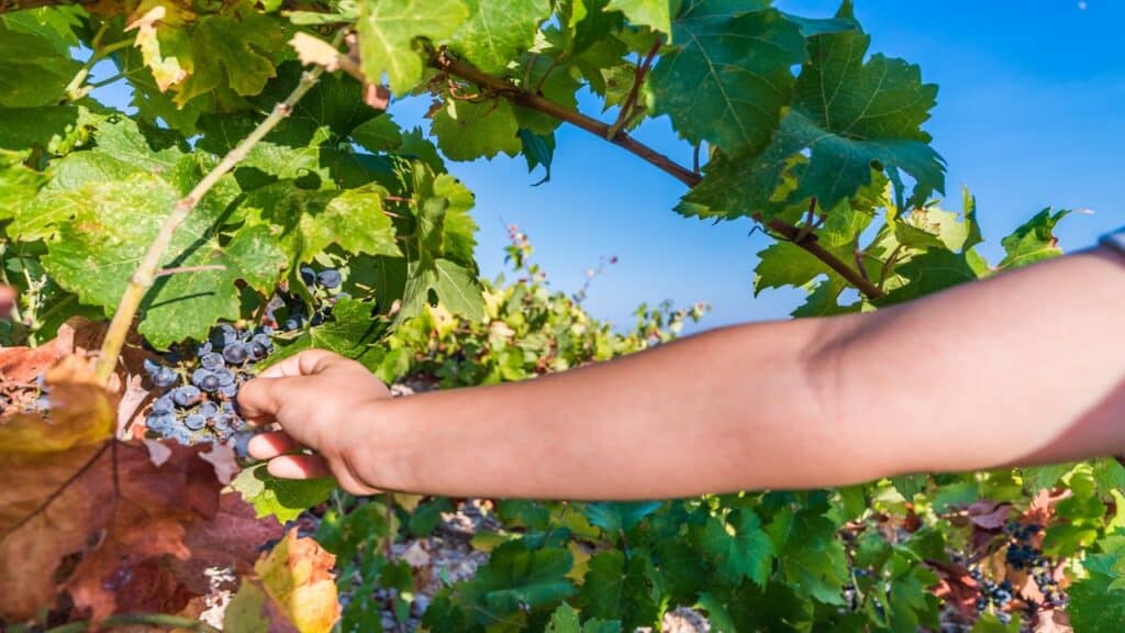 Picking Grapes For The Wines In Pelješac