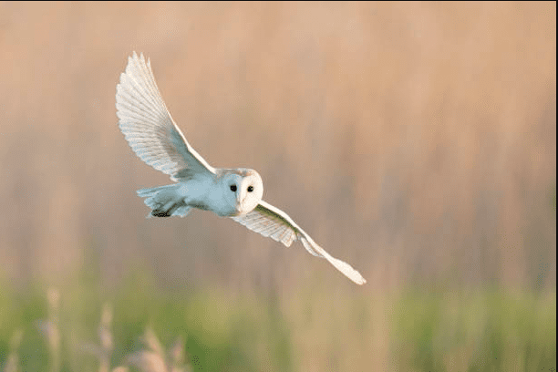 Exploring-6-Owl-Species-In-California