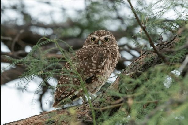 Exploring-6-Owl-Species-In-California