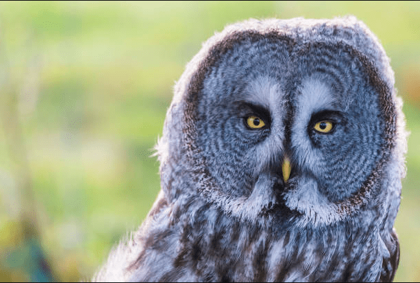 Exploring-6-Owl-Species-In-California