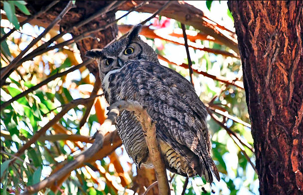 Exploring-6-Owl-Species-In-California