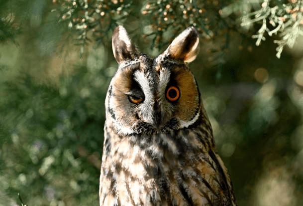 Exploring-6-Owl-Species-In-California