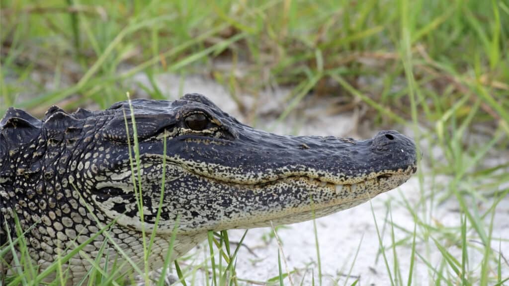 Alligator