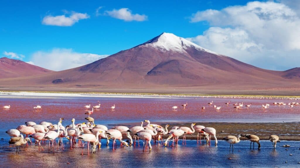 Flamingos In Laguna Colorada