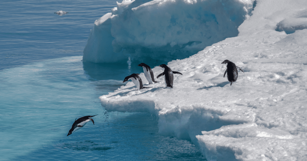 Can You Visit Antarctica As A Tourist? &Raquo; Blog Photos 1200 X 630 Px 35 1024X537 1
