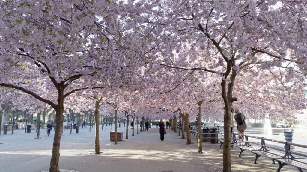 Kungsträdgården Park