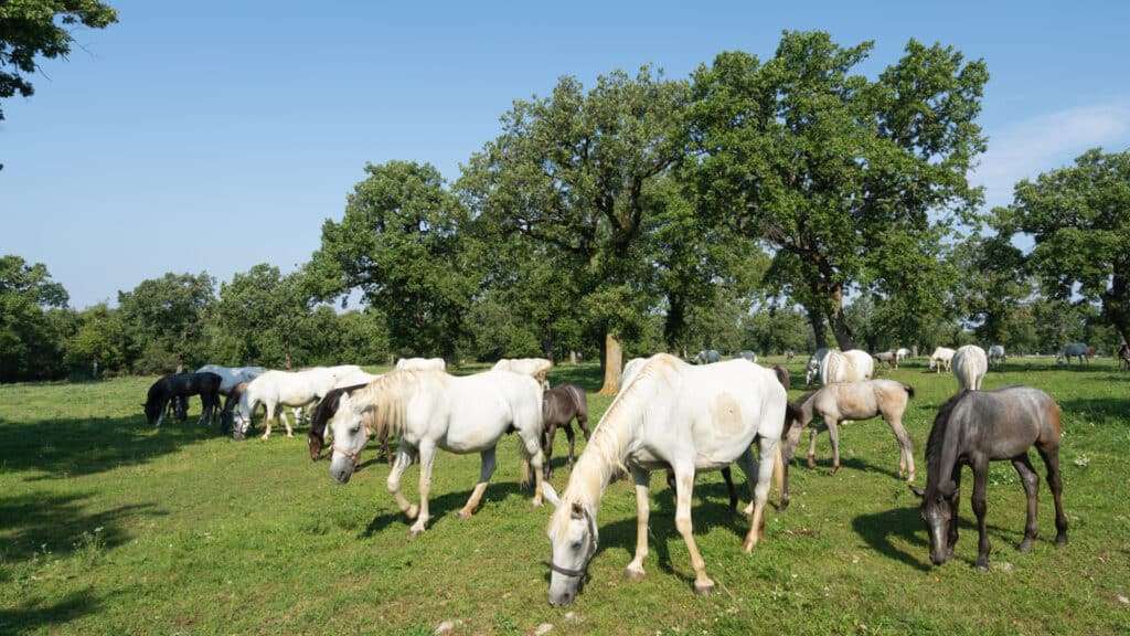 Lipica Stud Farm