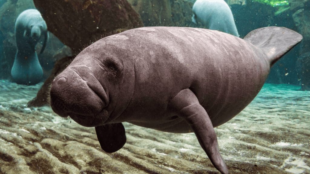 Manatee_Izanbar