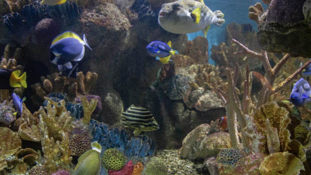 New England Aquarium