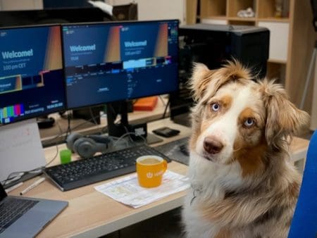 Legal And Practical Considerations For Introducing Pets To The Office &Raquo; Pavel Herceg Zwoqd6Ffcbs Unsplash