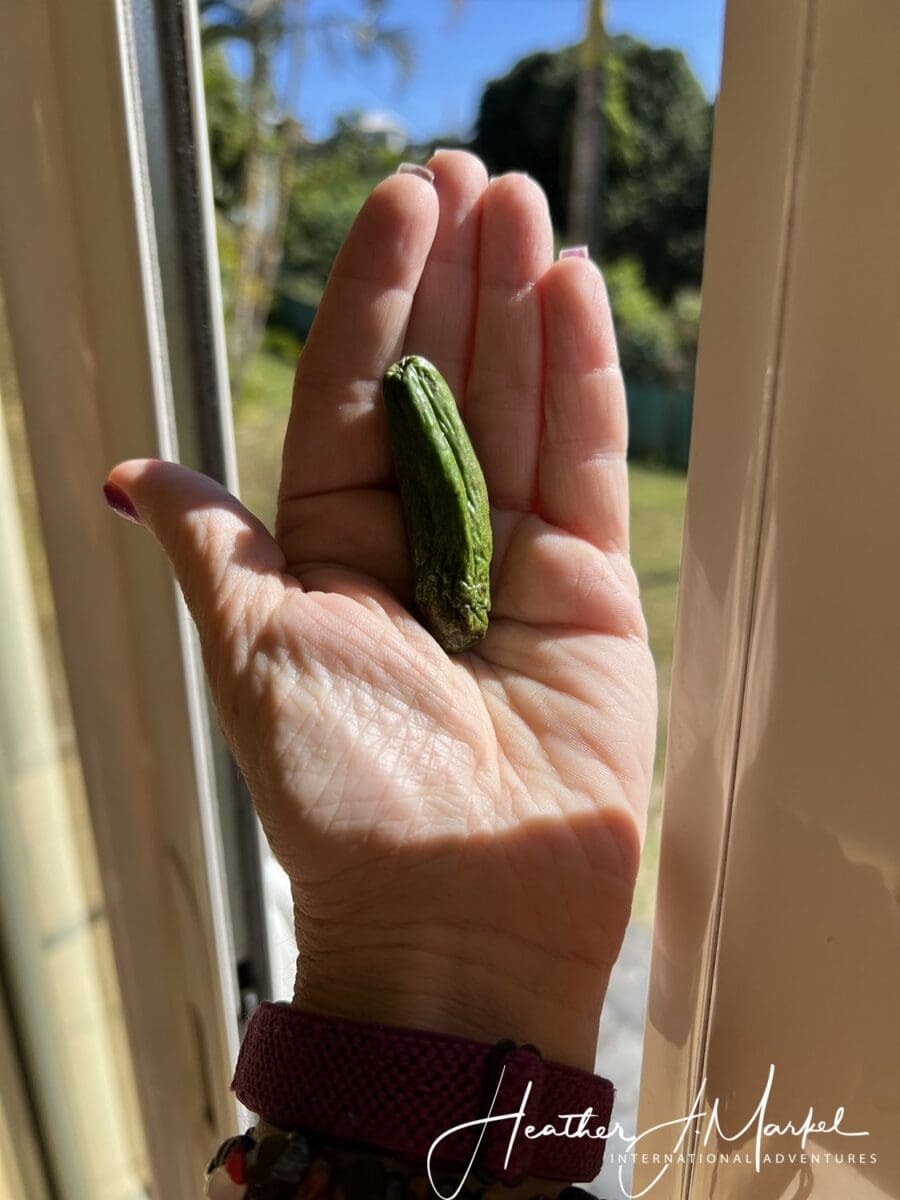 Smallest Avocado