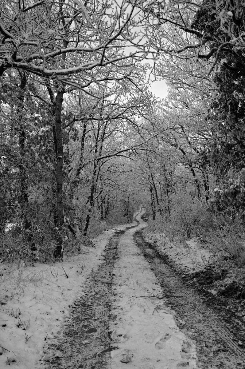 Road-In-A-Snowy-Forest-And-Frosted-Trees