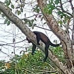 Linda Ballou Shares Part One Of Her Costa Rican Odyssey: From The Lush Rain Forests To The Shining Sea &Raquo; Bapping White Faced Capucian Monkey Rio Firo Inda Ballou 150X150 1