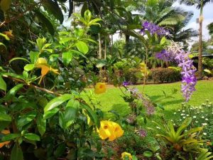 Linda Ballou’s Costa Rican Odyssey Part Two: A Little Country With A Big Heart &Raquo; Flowers Blue River Resort By Linda Ballou 300X225 1