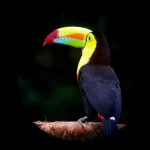 Linda Ballou’s Costa Rican Odyssey Part Two: A Little Country With A Big Heart &Raquo; Toucan Michael Barrantes 150X150 1