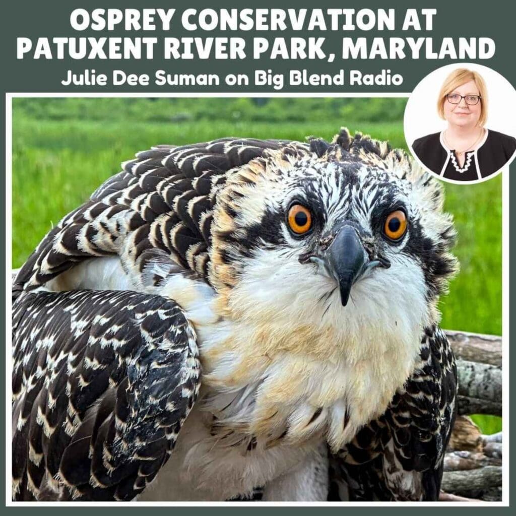 Osprey Conservation At Patuxent River Park, Maryland &Raquo; 1722015190337 1B5A054Eb0B207448C4C24C4634E9Bd5