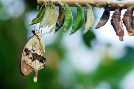 Rising Above Adversity: The Transformative Power Of Growth &Raquo; Brown White Butterfly Butterflies Colorful 63643