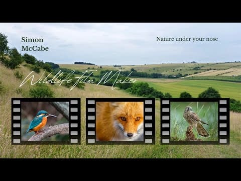 Wildlife Photography And How To Get Started &Raquo; Hqdefault 531