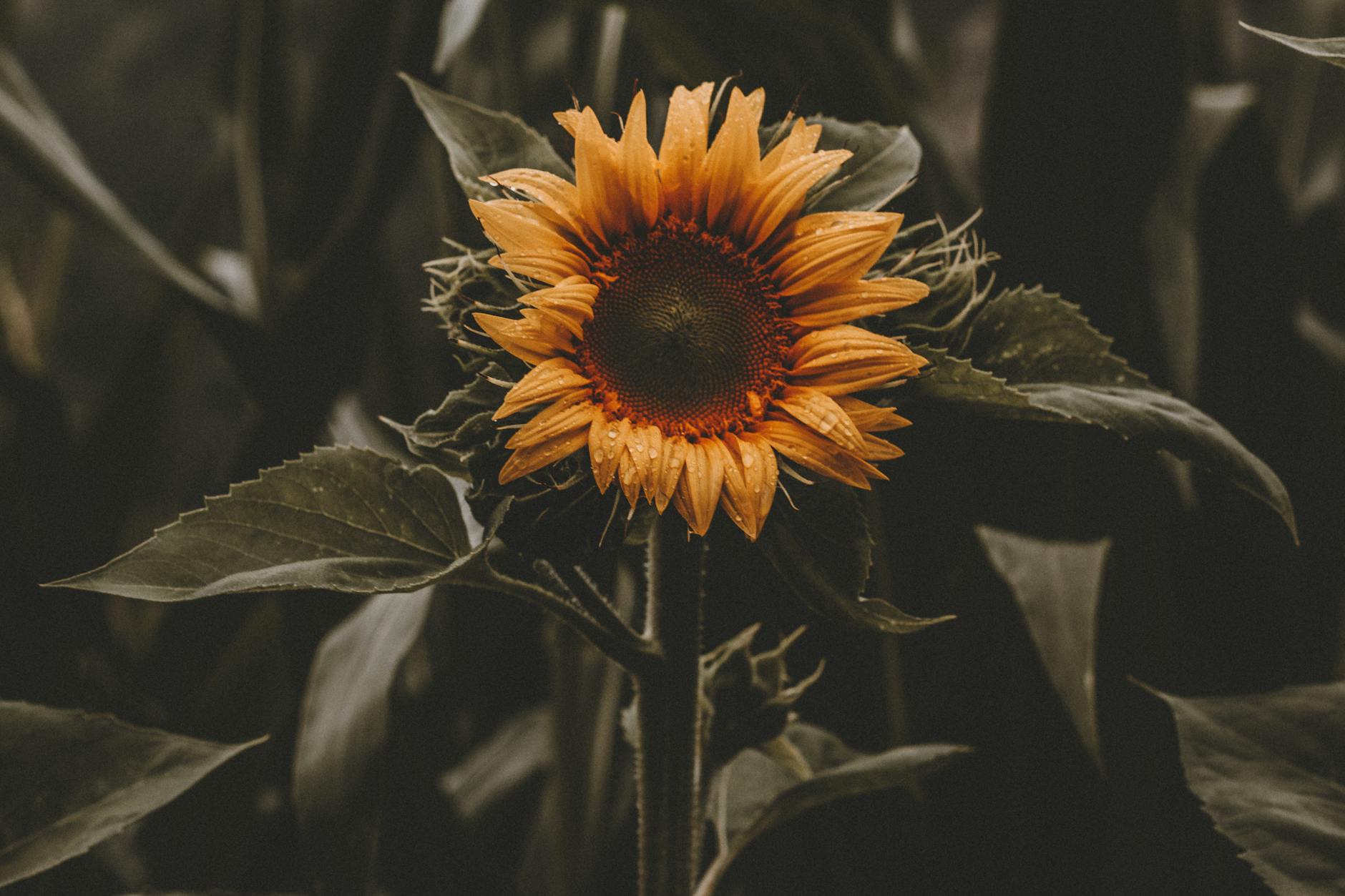 Sunflower Photography