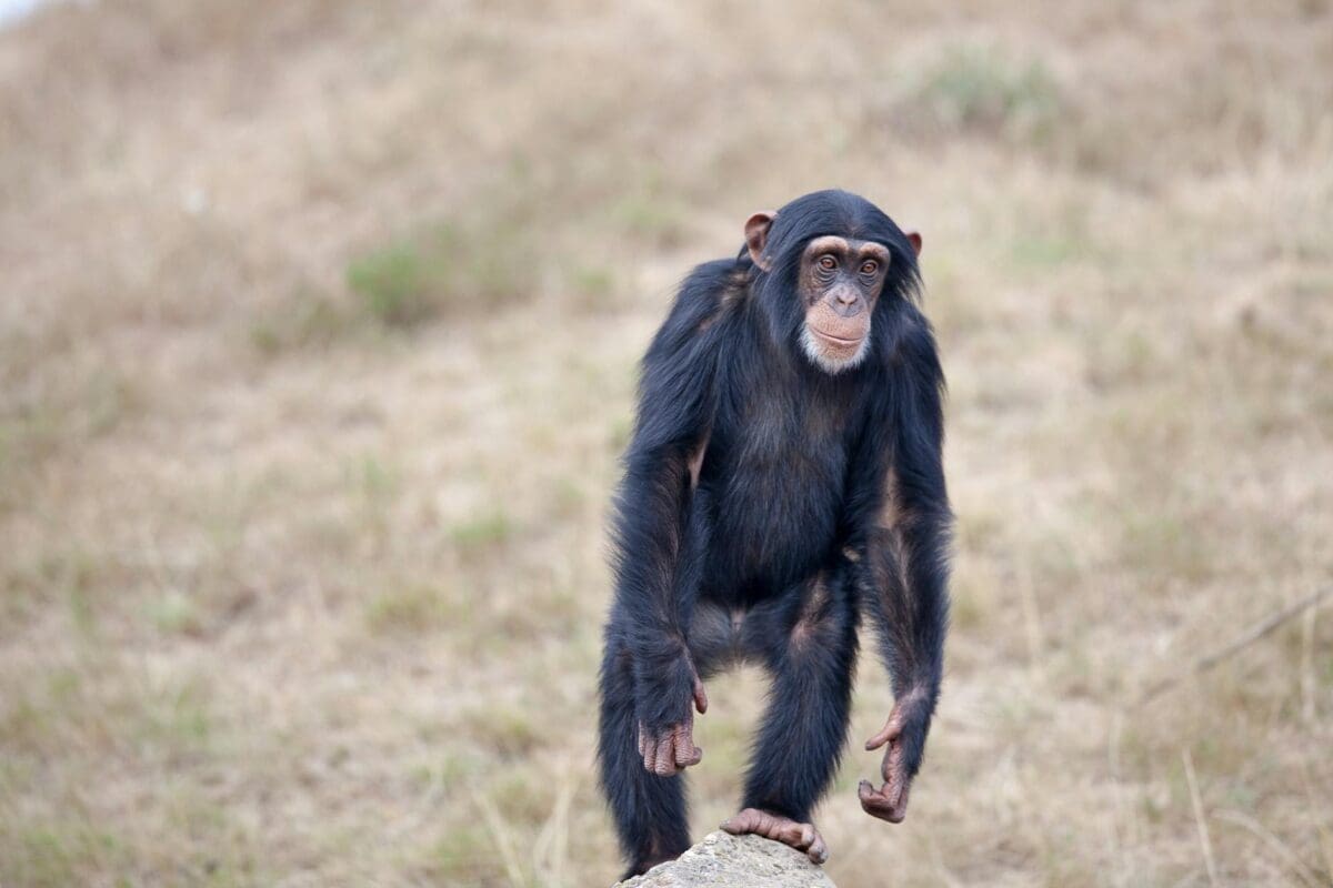 Standing Black And Brown Primate Surrounded By Green Grass Fields