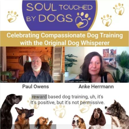 Paul Owens - Celebrating Compassionate Dog Training With The Original Dog Whisperer &Raquo; Mdy0Ms5Kuec