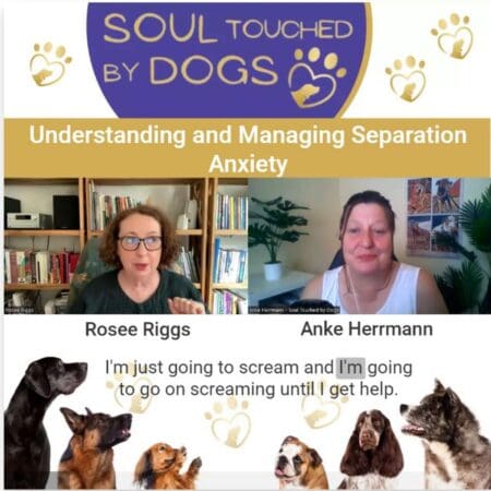 Rosee Riggs - Understanding And Managing Separation Anxiety &Raquo; Nmq5Ms5Kuec