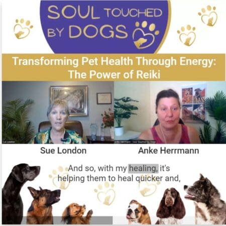 Sue London - Transforming Pet Health Through Energy: The Power Of Reiki &Raquo; Ody0Ys5Kuec