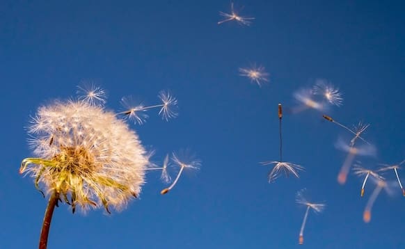 Dandelion • Grief Is Healing Medicine &Raquo; Dandelion 3379392 1280