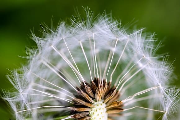 Dandelion • Grief Is Healing Medicine &Raquo; Dandelion Medicine