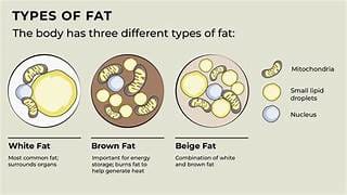 The Phenomenal Role Fat Browning Plays In Achieving Optimal Health &Raquo; Thidoip