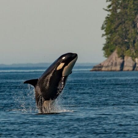 60 Seconds For Wednesdays On Whidbey: Tribute To The Orca - A Short Film Of Importance &Raquo; Thomas Lipke P5Ndu D3Y0S Unsplash