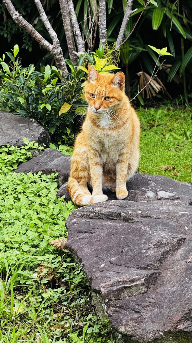 The Temple Cat At Maokong