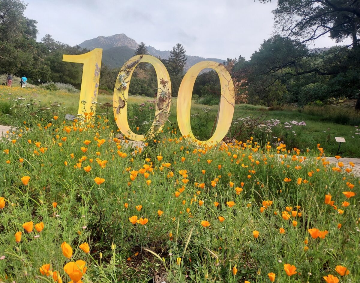 Linda Ballou Shares Her Five Favorite Southern California Botanical Gardens &Raquo; 100 Year Aniveray At Santa Barbara Botanical Garden Scaled