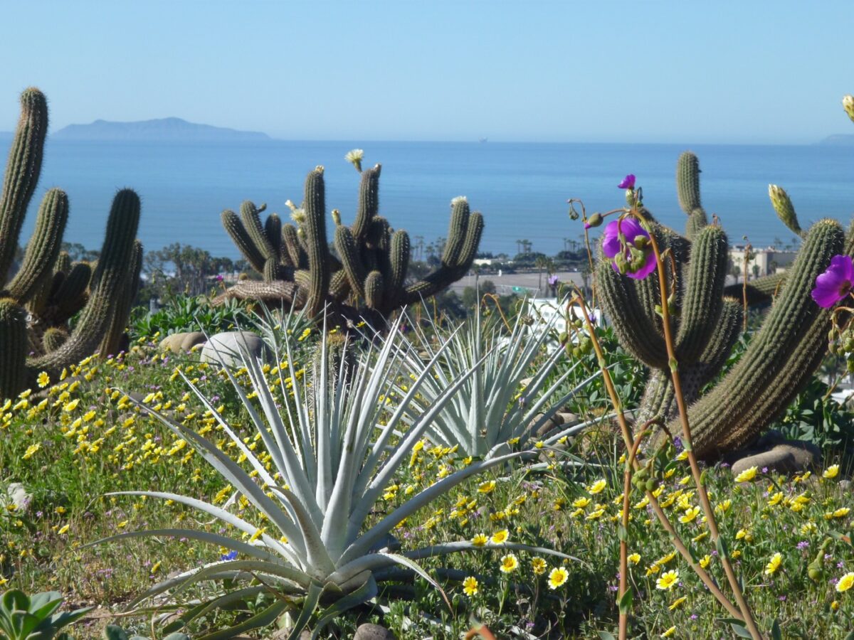 Linda Ballou Shares Her Five Favorite Southern California Botanical Gardens &Raquo; 16 Botancical Garden Ventura Scaled