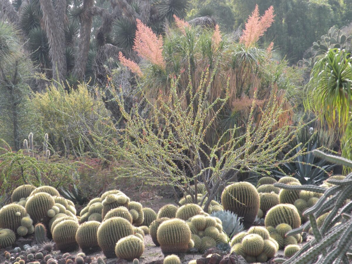 Linda Ballou Shares Her Five Favorite Southern California Botanical Gardens &Raquo; Desert Garden 4 Huntington Scaled