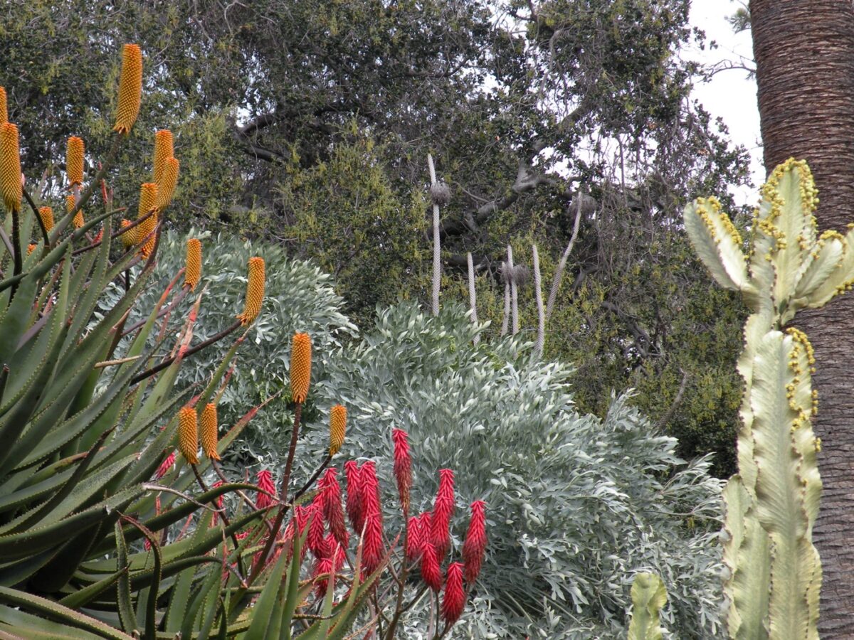 Linda Ballou Shares Her Five Favorite Southern California Botanical Gardens &Raquo; Desert Garden Huntington Garden Scaled