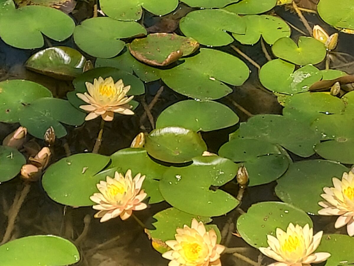 Linda Ballou Shares Her Five Favorite Southern California Botanical Gardens &Raquo; Lotus Blooms Scaled