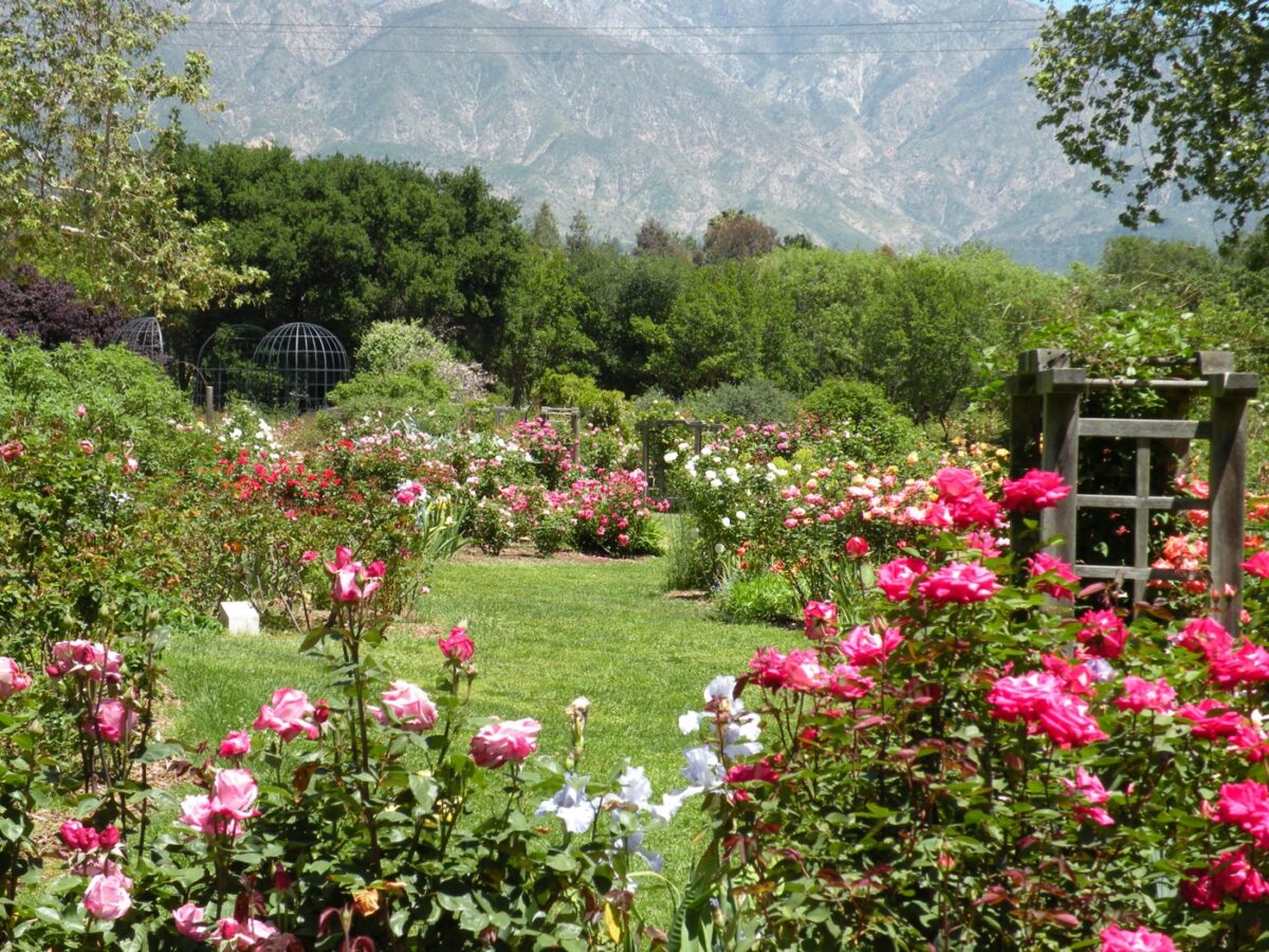 Linda Ballou Shares Her Five Favorite Southern California Botanical Gardens &Raquo; Rose Garden 2 Descano Scaled