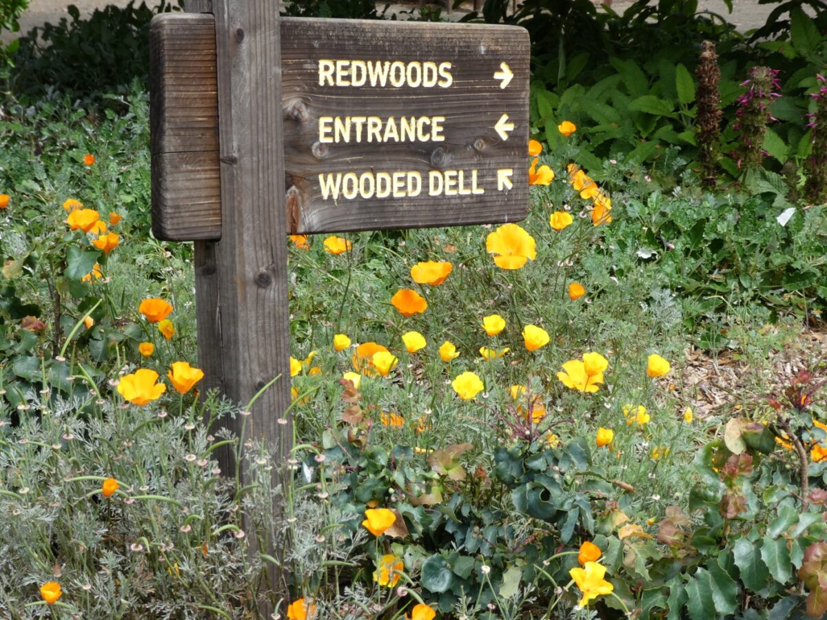 Linda Ballou Shares Her Five Favorite Southern California Botanical Gardens &Raquo; Santa Barbara Botanical Garden Redwoods Sign Scaled
