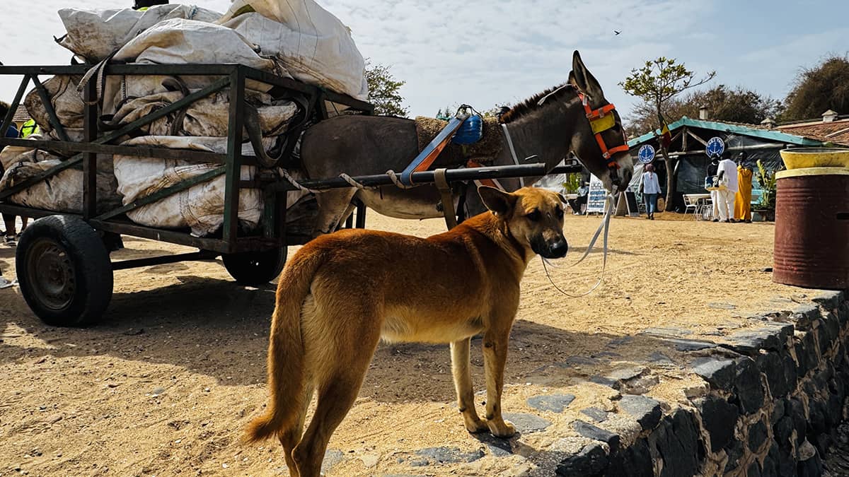 Dog And Donkey Friends On Goree Island